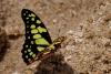 357975 – Photo : Lionel Casset – Madagascar